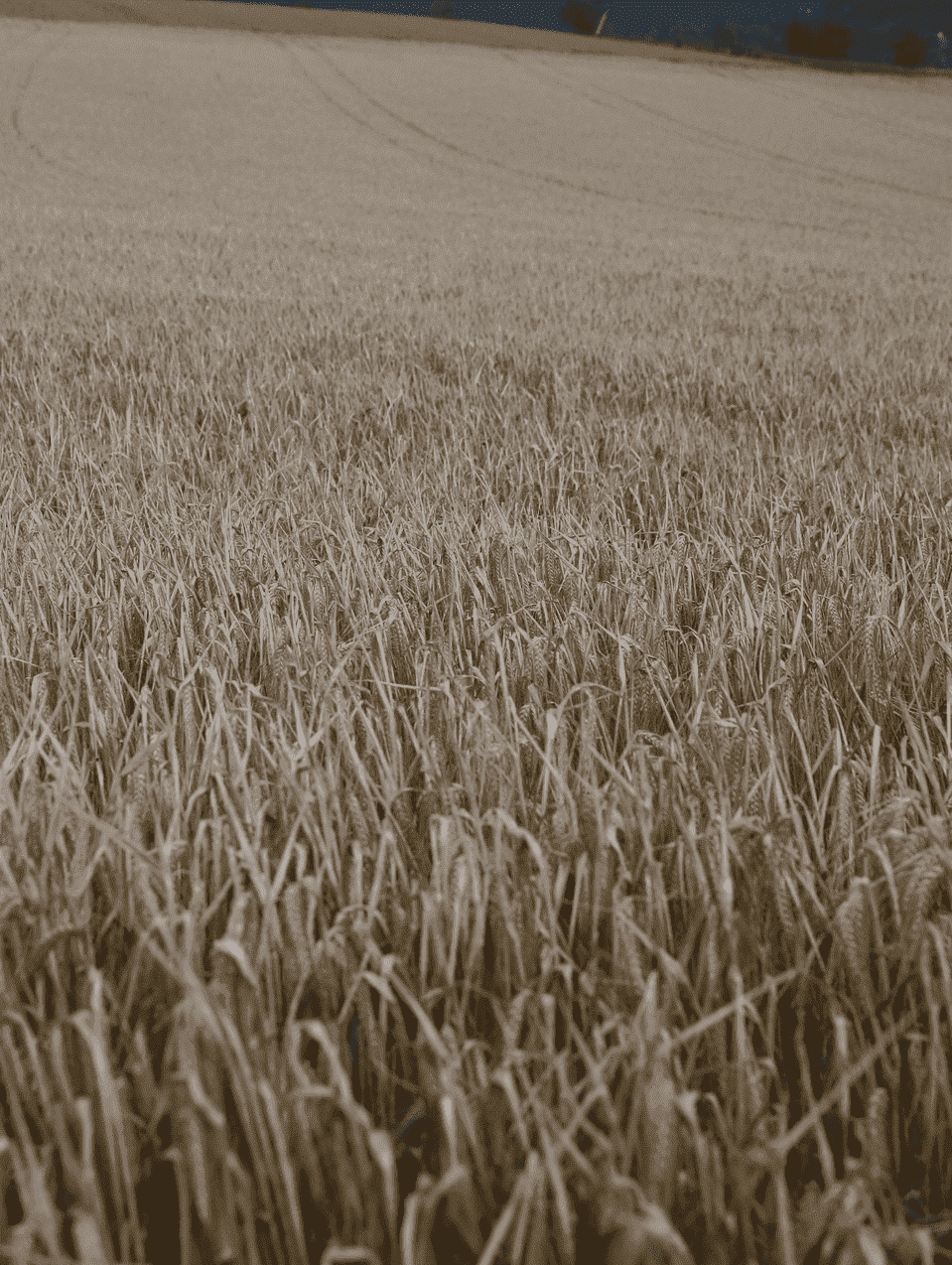 JOSERA Corn field