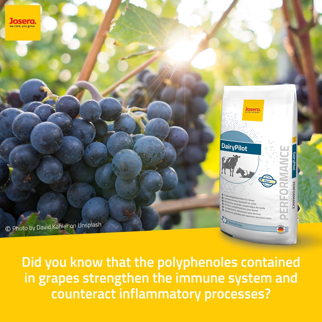 JOSERA mode of action of polyphenols in DairyPilot