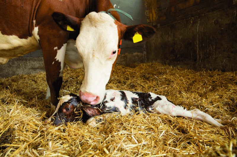 Cow with a newborn calf