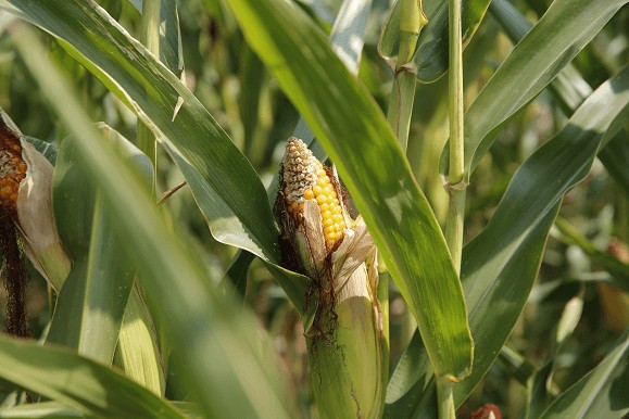 JOSERA maize