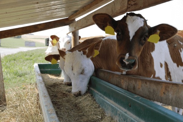 JOSERA heatstress in calves