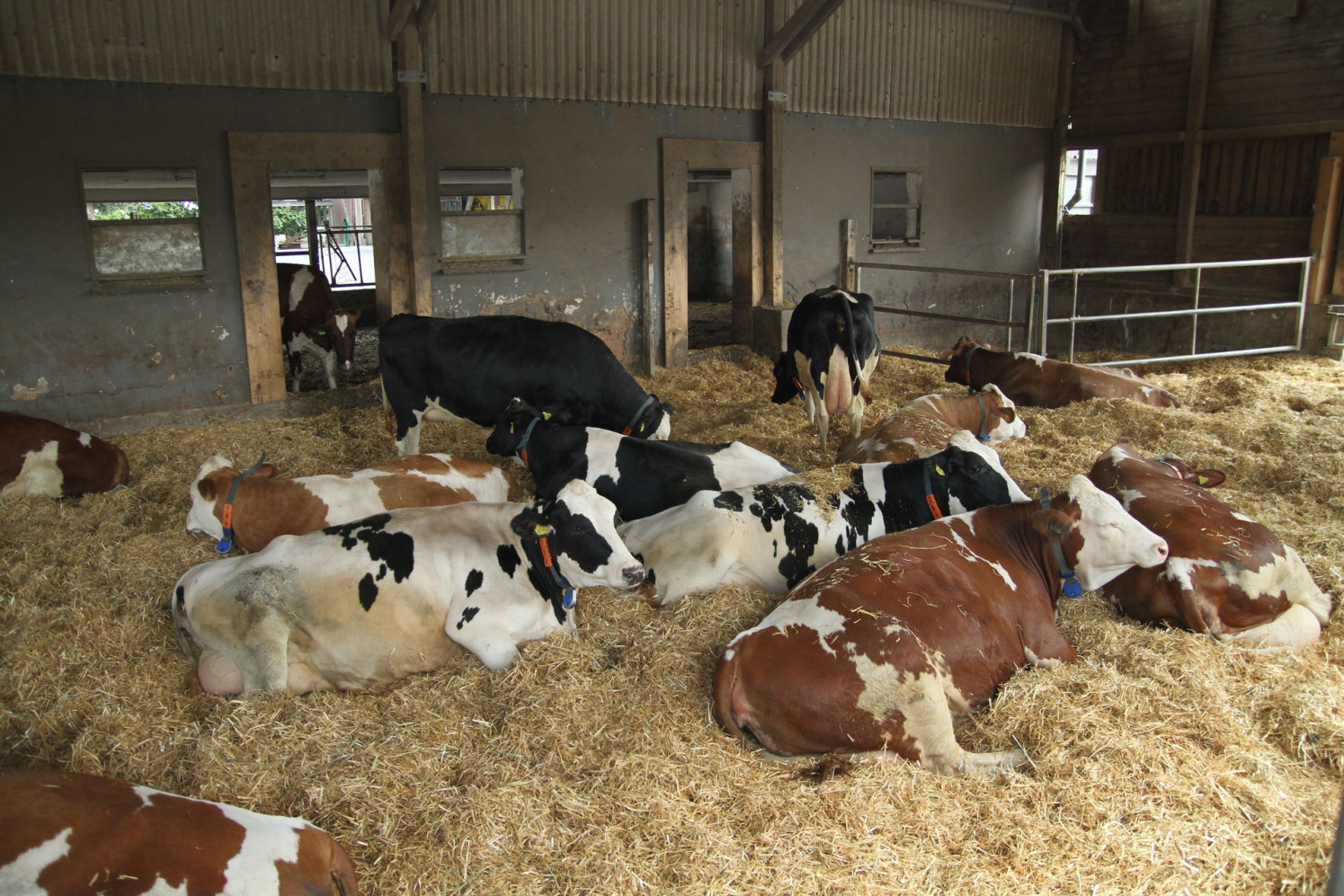 Dry cow feeding