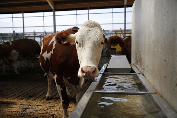 Cattle drinking water