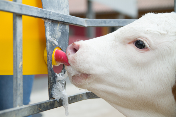 Successful calf rearing with whole milk