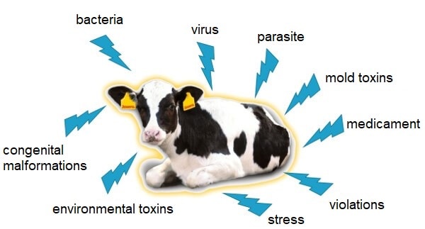 JOSERA graphic shows factors affecting calves