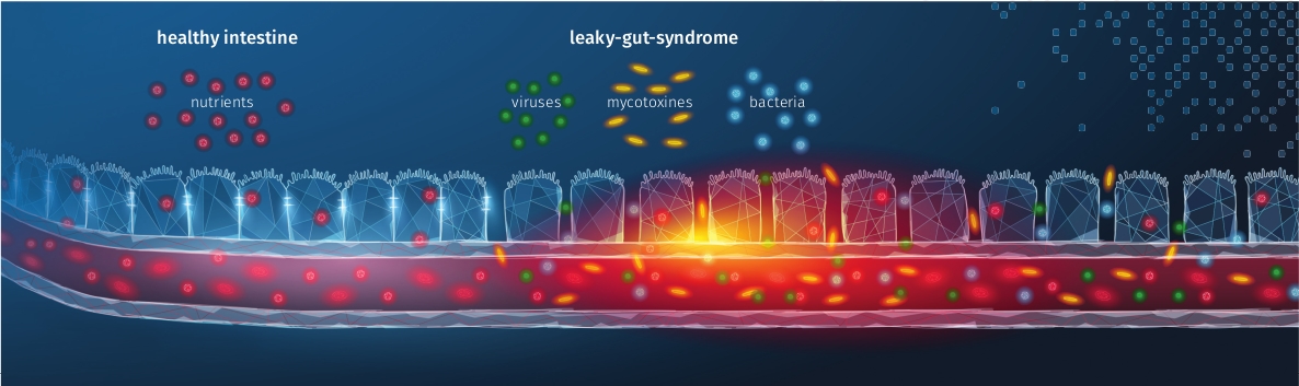 JOSERA graphic shows leaky-gut-syndrome