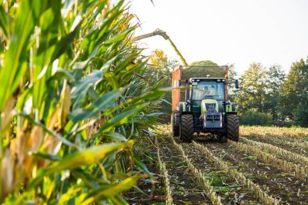 What aspects to consider to obtain a high-quality corn silage?