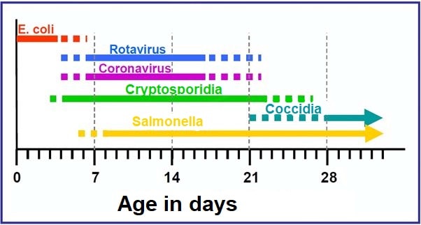 JOSERA graphic shows different bacteria while growing up